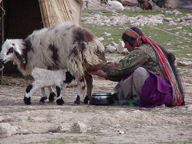 Q woman milking sheep